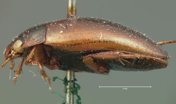 Media type: image;   Entomology 35072 Aspect: habitus lateral view